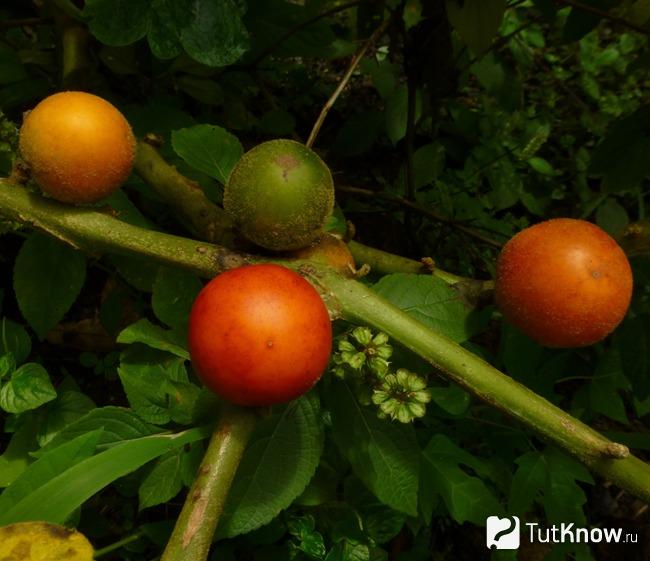 Как растут плоды кокона