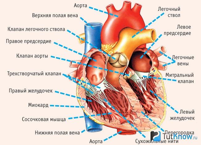 Графическое строение сердца