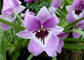 Мильтония: секреты выращивания орхидеи и ее размножение