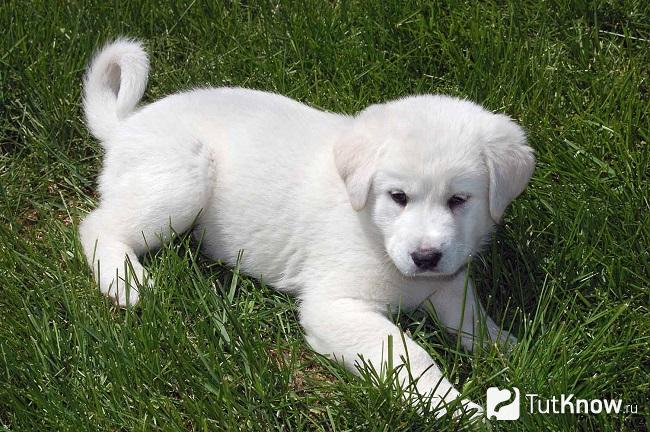 Акбашская собака в траве
