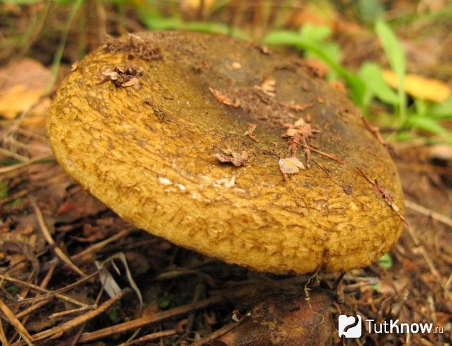 Польза и вред грибов чернушек thumbnail
