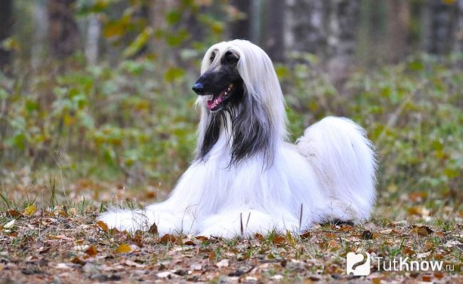 Фото собаки афганский молчун