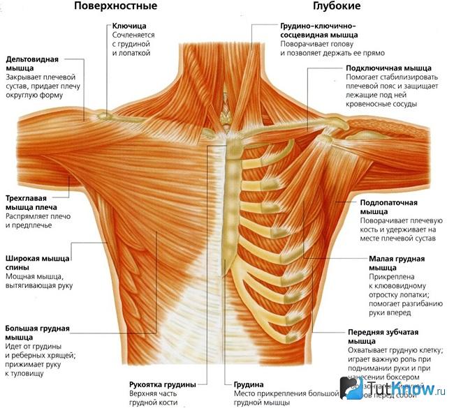 Графическое отображение мышц плечевого пояса