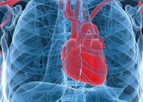 Влияние гормона роста на гипертрофию сердца