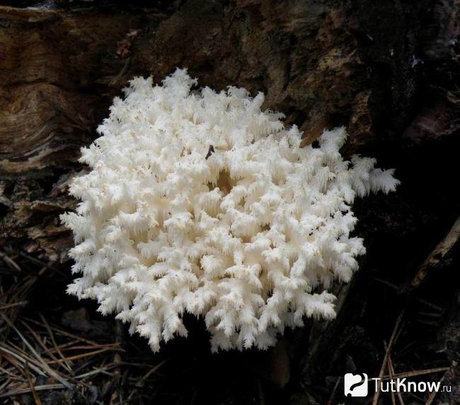 Ежевик коралловидный настойка рецепт. ежовик коралловый гриб рецепт настойки