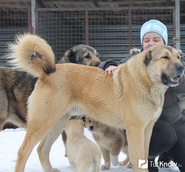 Кангал и гампр в чем разница. Смотреть фото Кангал и гампр в чем разница. Смотреть картинку Кангал и гампр в чем разница. Картинка про Кангал и гампр в чем разница. Фото Кангал и гампр в чем разница