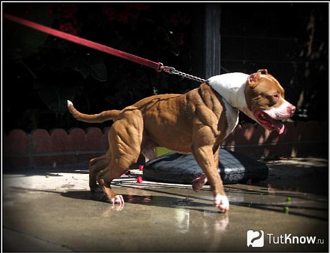 Тренировка бойцовской собаки с ошейником с отягощением