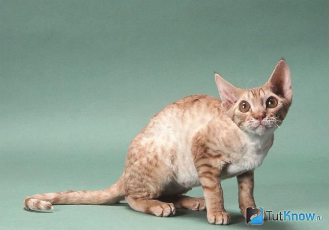 Кошка немецкий рекс