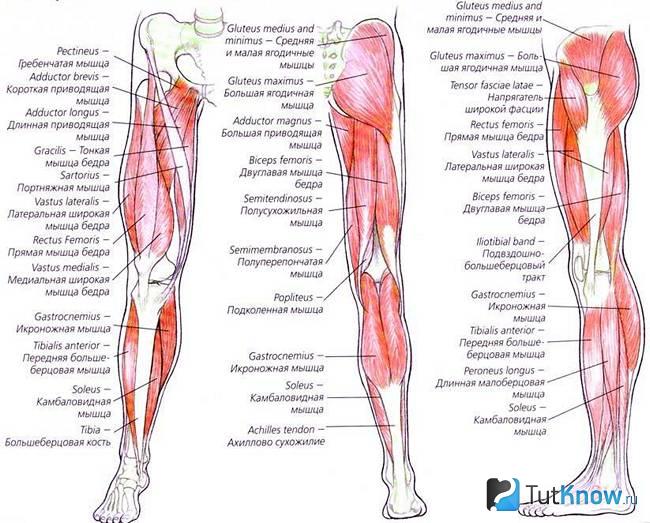 Перечень мышц ног