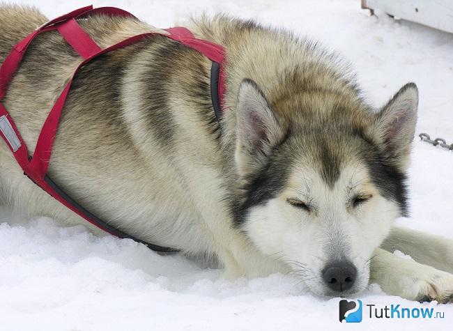Собака аляскинский хаски лежит