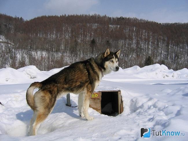 Окрас аляскинского хаски