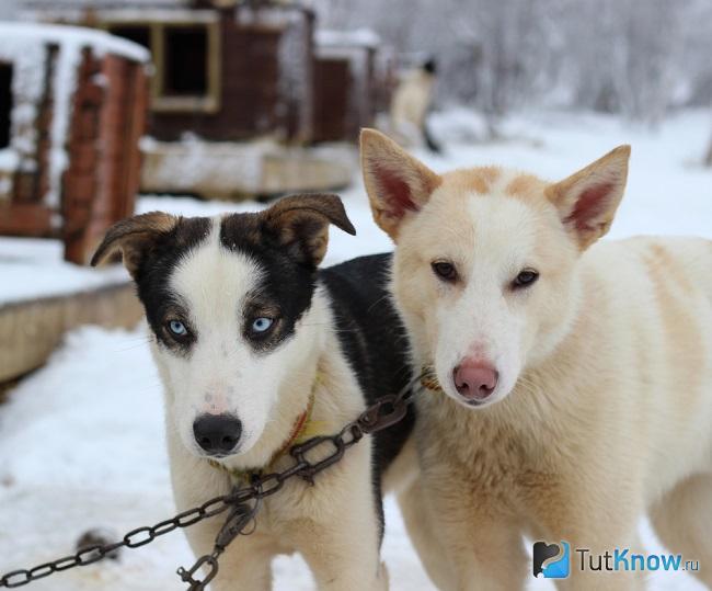 Два аляскинских хаски на поводках