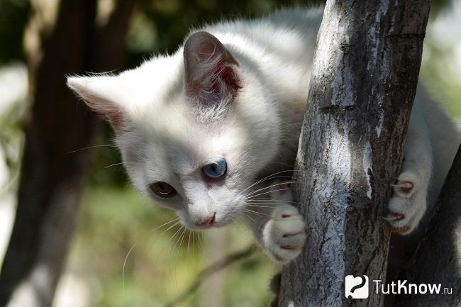 Анатолийская кошка на дереве
