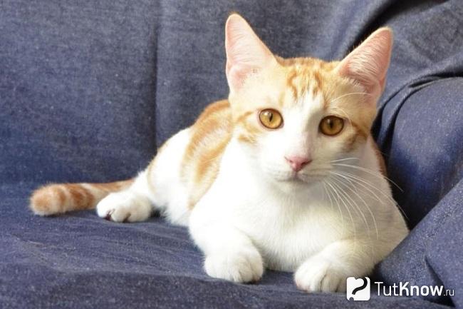 Анатолийская кошка на диване