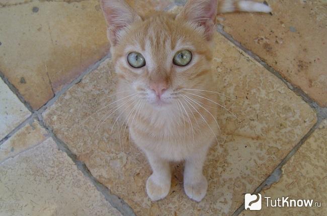 Котёнок бразильской короткошерстной кошки