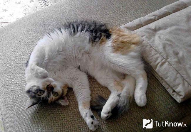 Бразильская короткошерстная кошка лежит