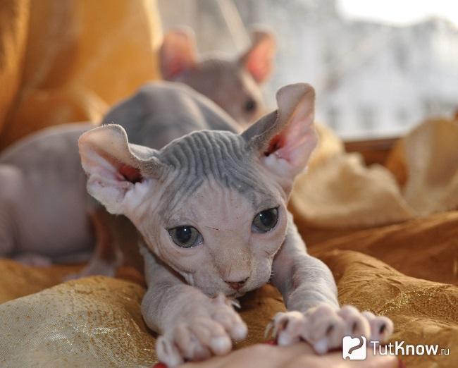 Котята минскина
