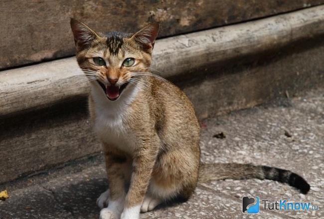 Цейлонская кошка сидит