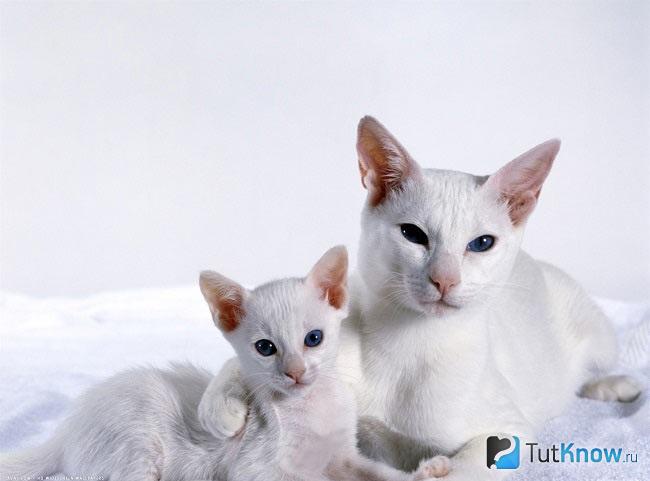 Кошка форин вайт с котенком