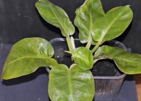Рафидофора: как выращивать и размножать в условиях комнат