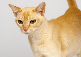 Цейлонская кошка: происхождение и уход в домашних условиях
