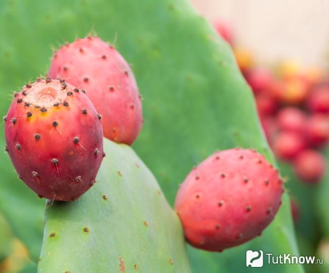 Плод кактуса польза и вред thumbnail