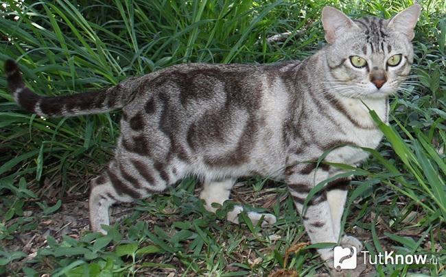 Как выглядит австралийская дымчатая кошка