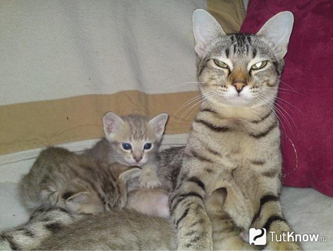 Взрослая австралийская дымчатая кошка и два котёнка
