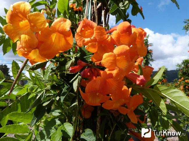 Текома растение фото и описание сорта фото