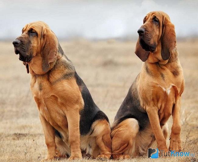 Две собаки породы бладхаунд
