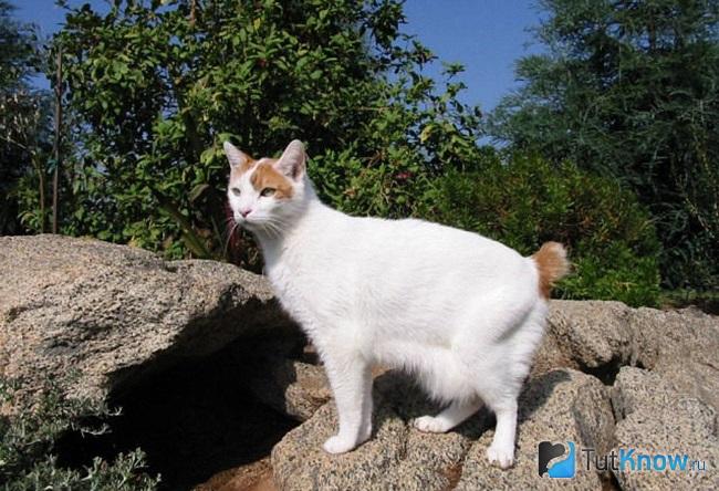Кошка породы японский бобтейл на прогулке