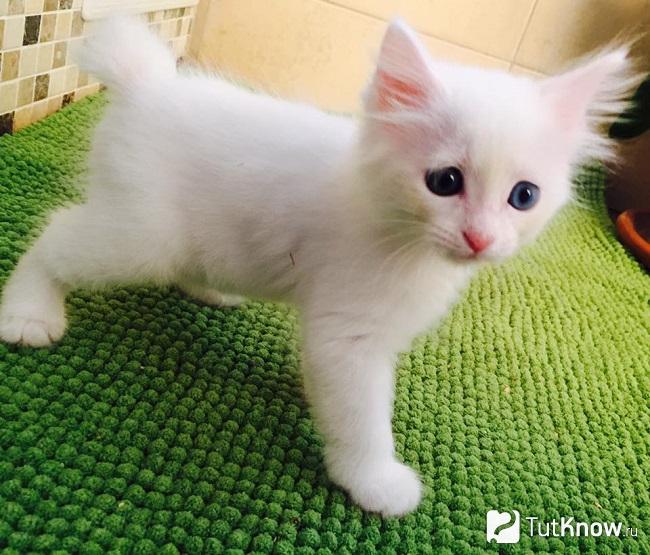 Маленький котёнок японский бобтейл