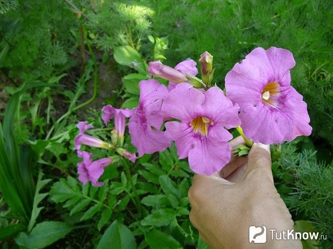 Инкервиллея цветёт