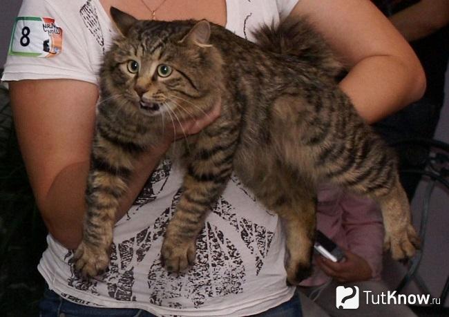 Карельский бобтейл на руках