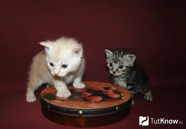 Котята карельского бобтейла