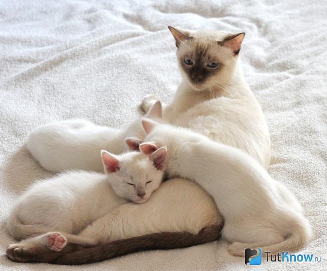 Кошка тонкинской породы с котятами