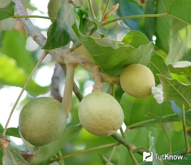 Кукурузные орехи что такое. Смотреть фото Кукурузные орехи что такое. Смотреть картинку Кукурузные орехи что такое. Картинка про Кукурузные орехи что такое. Фото Кукурузные орехи что такое