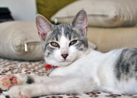 Эгейская кошка: уход в домашних условиях