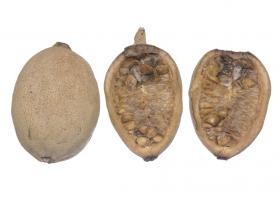 Генипа — плоды со вкусом перезрелой айвы и сушеных яблок