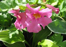 Инкарвиллея: правила выращивания в саду и размножение