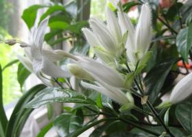 Уайтфельдия: как вырастить цветок дома, секреты размножения