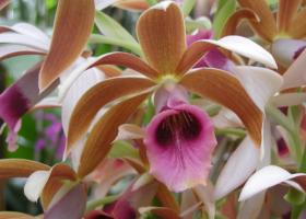 Фаюс: правила выращивания орхидеи в условиях комнат