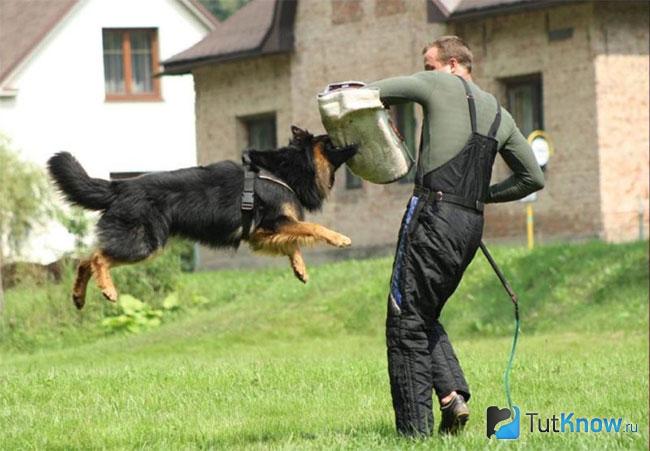 Внешний вид ходской собаки