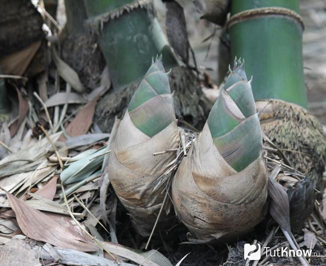 Как растут побеги бамбука