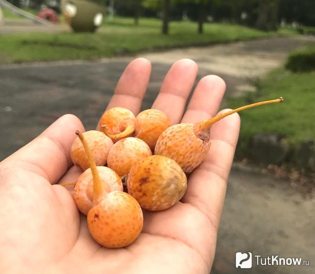 Как выглядят орехи гинкго билоба
