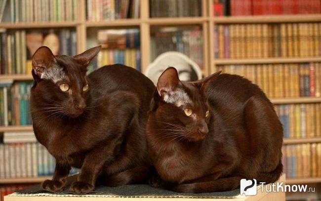 Две кошки породы гавана