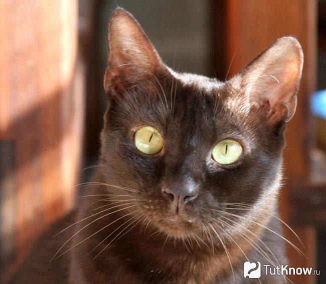 Глаза кошки породы гавана