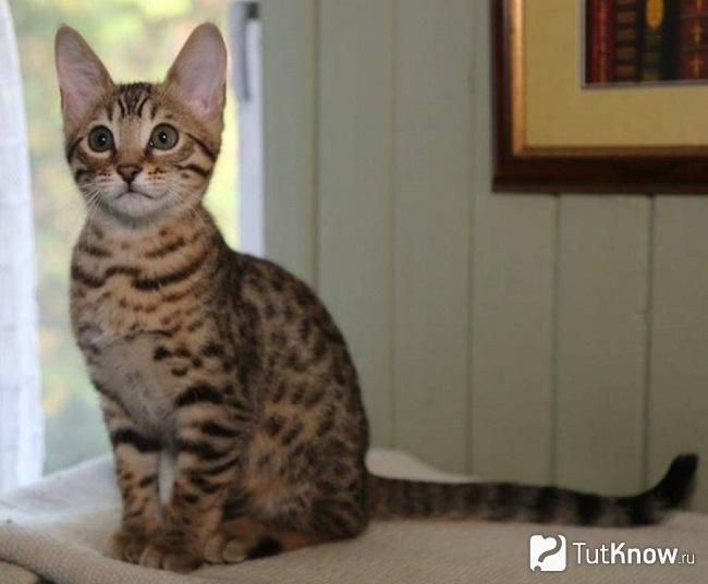 Кошка серенгети сидит
