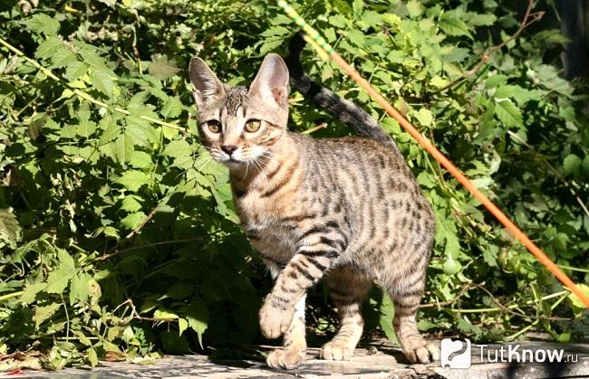 Кошка породы серенгети