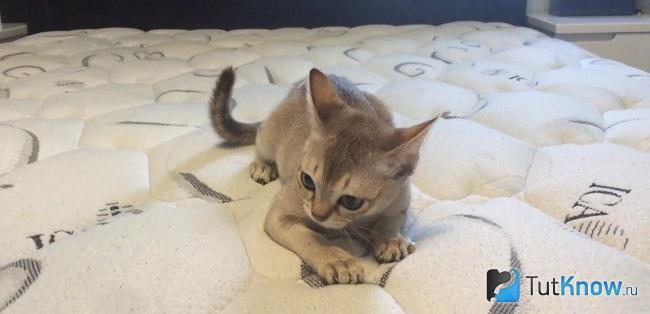 Котёнок сингапурской кошки